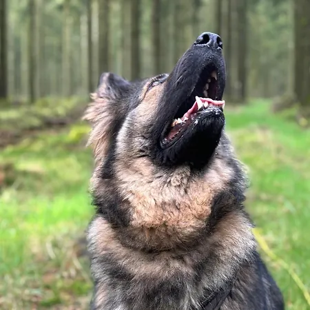 Hotel Du Carrefour Vielsalm