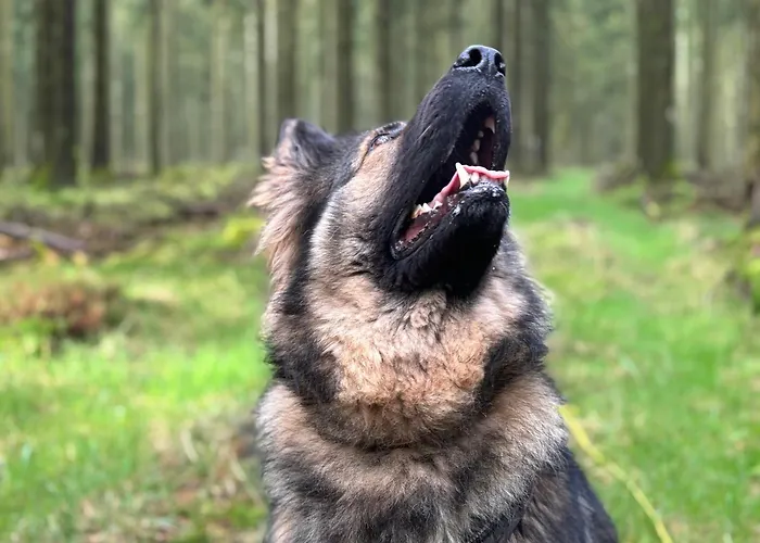 Hotel Du Carrefour Vielsalm